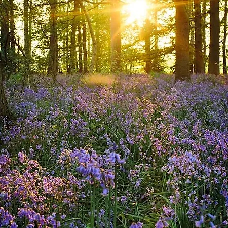 Hollicarrs - Stag Hotel
